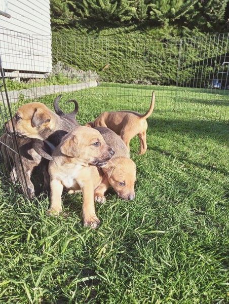 Cattle dog huntaway puppies Carousel 1