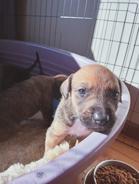 Cattle dog huntaway puppies Carousel 6