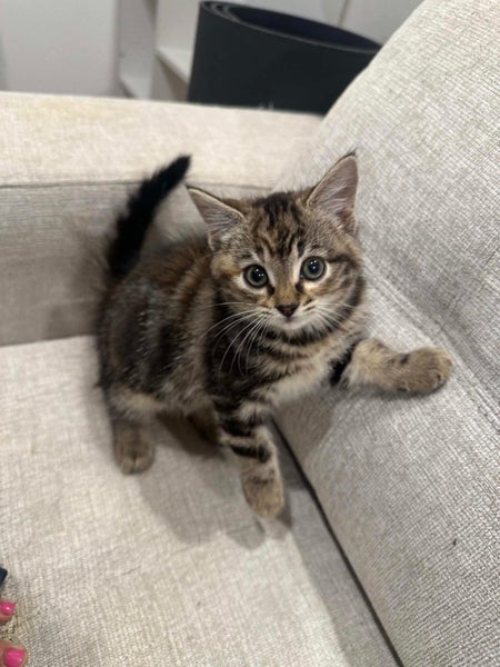 Rescue kitten Patty Carousel 1