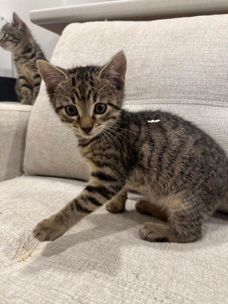 Rescue kitten Fishcake Carousel 1