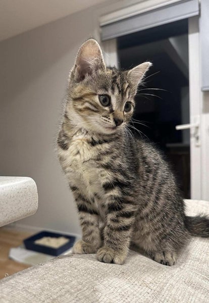 Rescue kitten Bunny Carousel 1