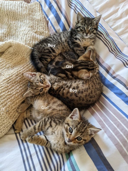Lovely Cuddly Kittens, Tabby colours Carousel 1