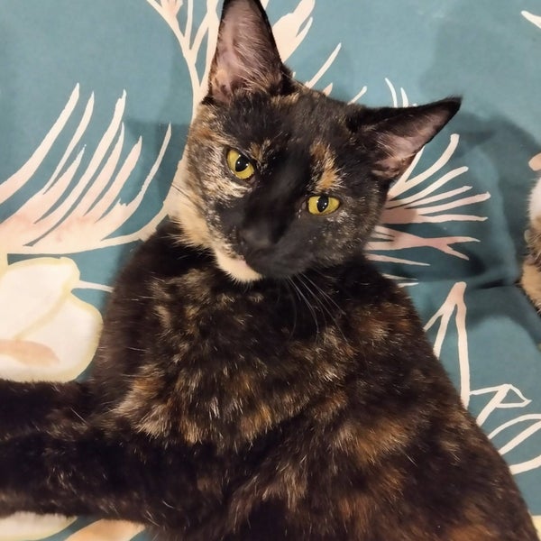 Rescue Kitten Tess Carousel 1