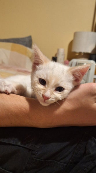 Rescue kitten Apricot Carousel 1