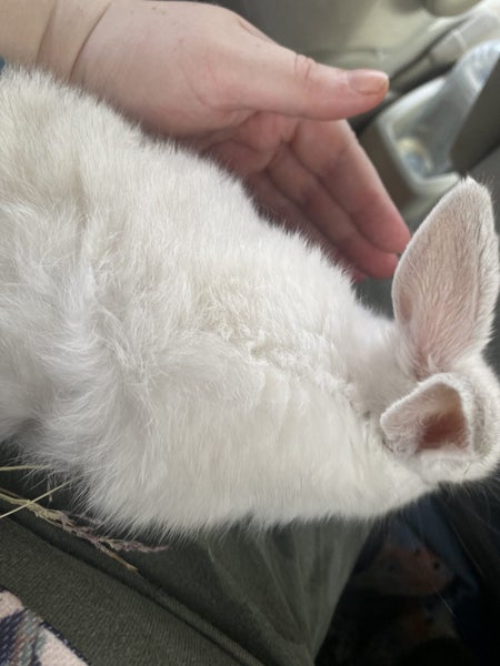 A minilop x and a purebred mini lop baby 1 boy 1 girl Carousel 2