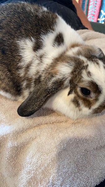 A minilop x and a purebred mini lop baby 1 boy 1 girl Carousel 6
