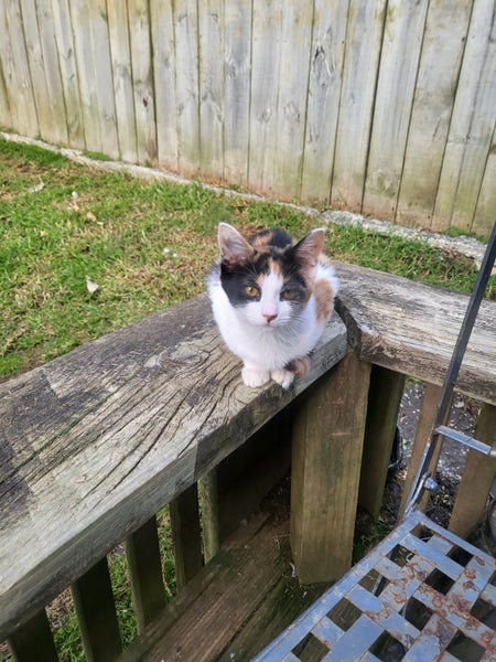 Rescue kitten Opal Carousel 4