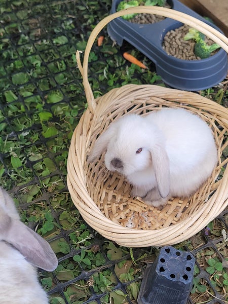 Mini lop Carousel 1