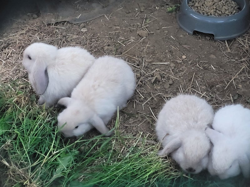 Mini lop Carousel 2