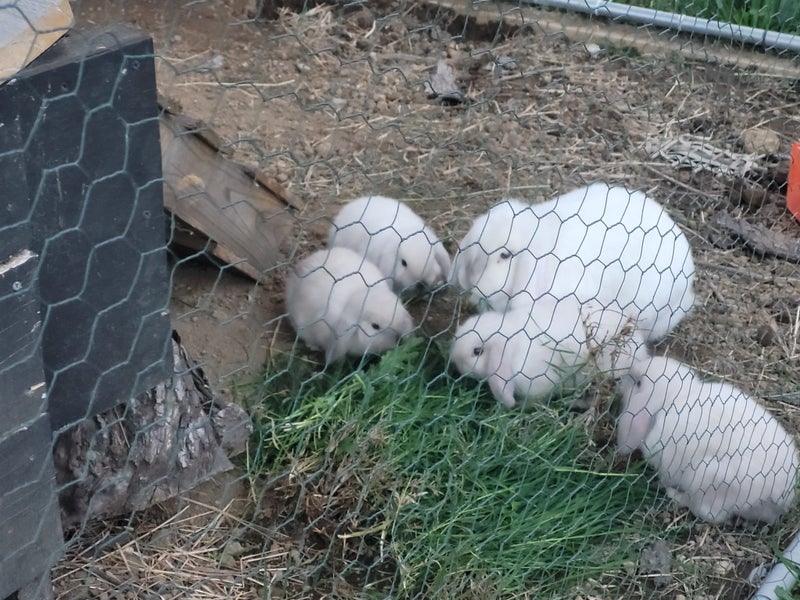 Mini lop Carousel 5