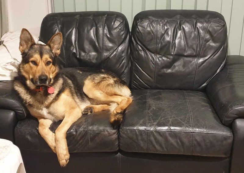 Shepksy- Neutered Male Carousel 1