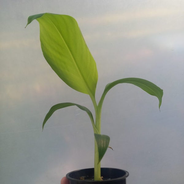 Dwarf Cavendish Banana (Musa) $1 Reserve! | 7cm Nursery Pot | Grow Plants NZ Carousel 2