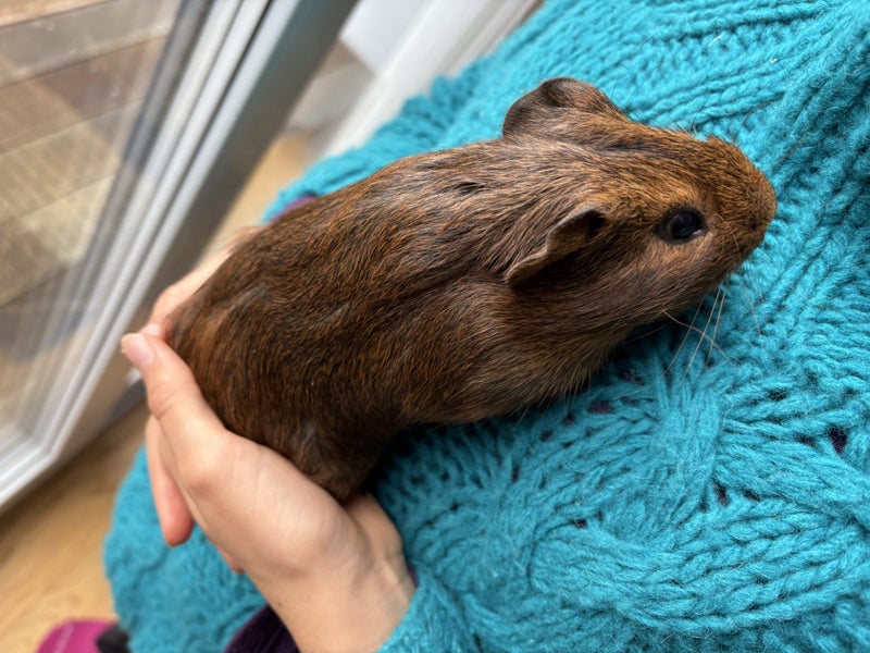 Guinea pig babies (2 male, 5 female) Carousel 1