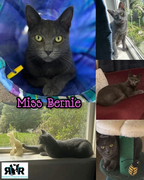 Miss Bernie - Rachel's KittyCat Rescue Carousel 1