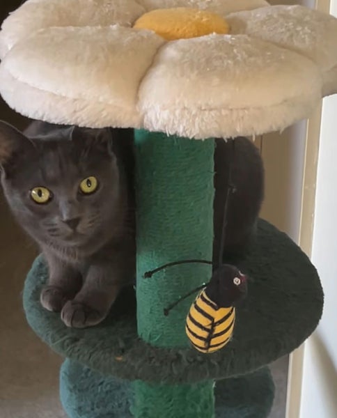 Miss Bernie - Rachel's KittyCat Rescue Carousel 15