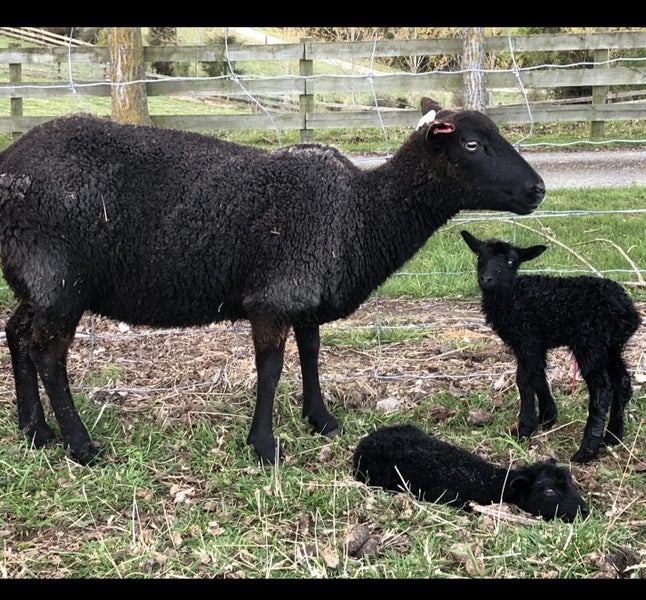 Sheep - Gotland ewe lambs Carousel 2