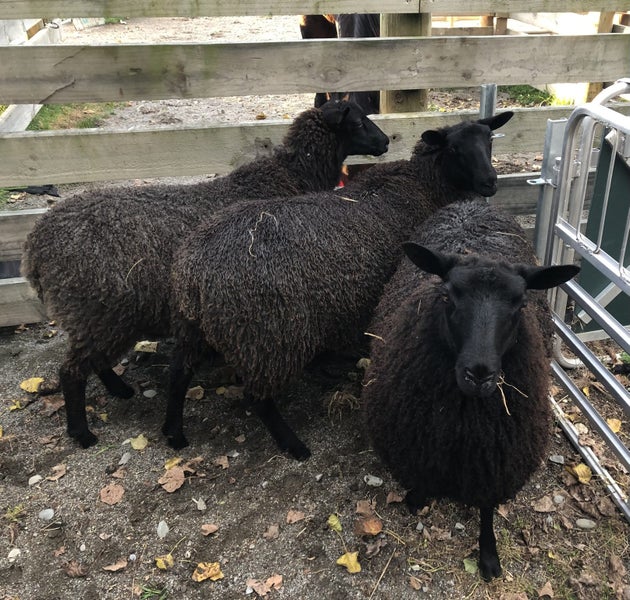 Sheep - Gotland ewe lambs Carousel 1