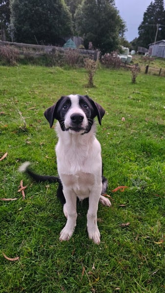 Heading Dog x border Collie pup Carousel 2