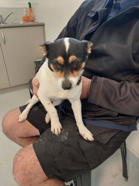 Mini the Foxie x Chihuahua Gisborne pound dog Carousel 1