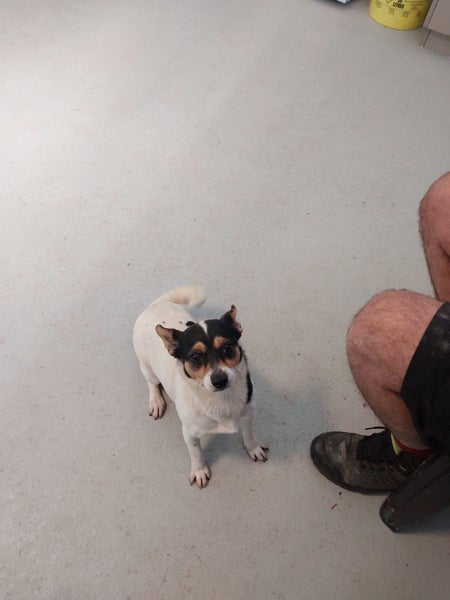 Mini the Foxie x Chihuahua Gisborne pound dog Carousel 2