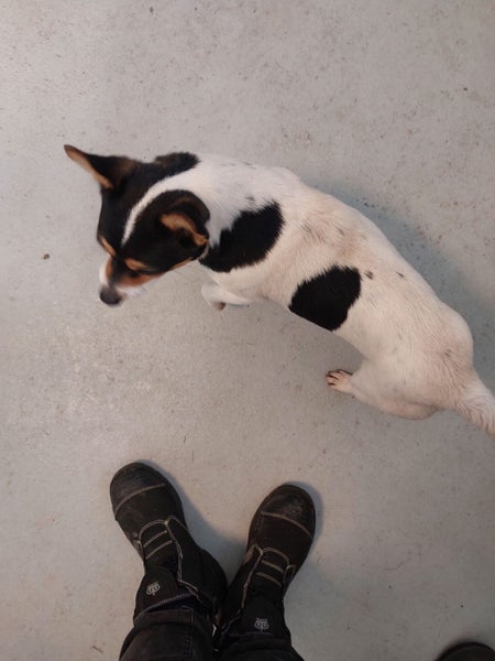Mini the Foxie x Chihuahua Gisborne pound dog Carousel 4