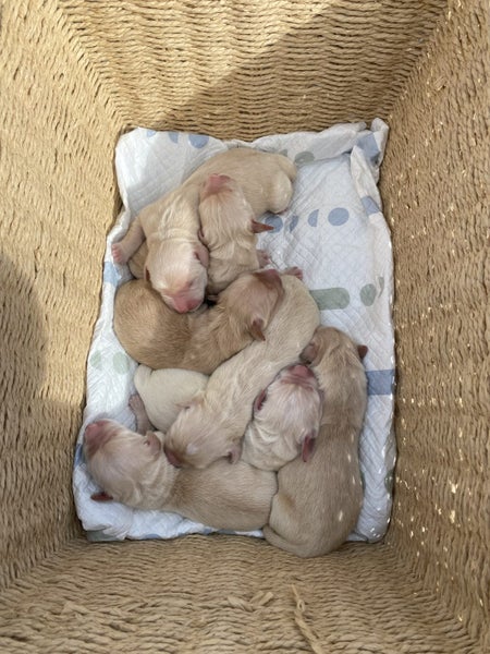 Golden Retriever puppy for sale Carousel 1