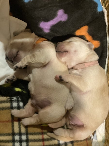 Golden Retriever puppy for sale Carousel 2