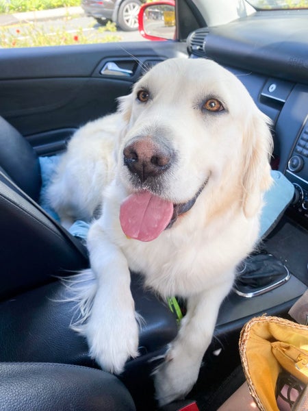 Golden Retriever puppy for sale Carousel 8