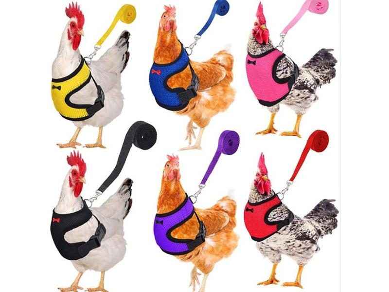 Fashion Chicken Vest Hen Belt Pet Harness Matching Collars Bow Comfortable Carousel 1