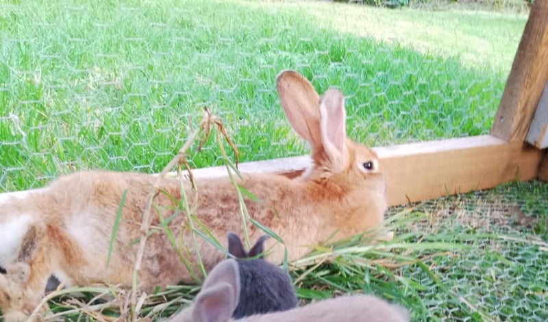 Baby Rabbits Carousel 5