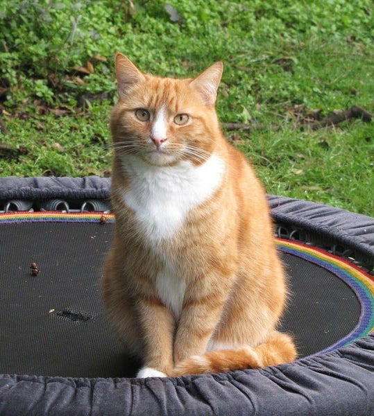 Pair of Beautiful Cats - Need Re-Homed ASAP Carousel 1