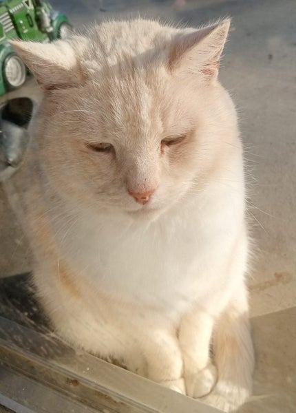 Pair of Beautiful Cats - Need Re-Homed ASAP Carousel 2