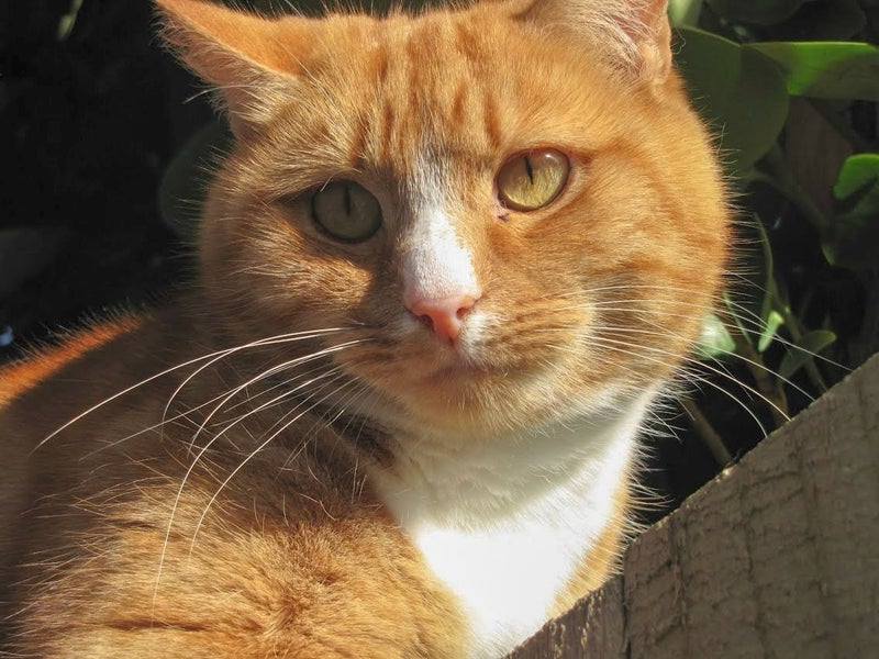 Pair of Beautiful Cats - Need Re-Homed ASAP Carousel 1