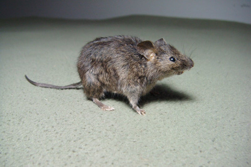 Taxidermy Mouse Carousel 1
