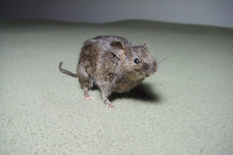 Taxidermy Mouse Carousel 2