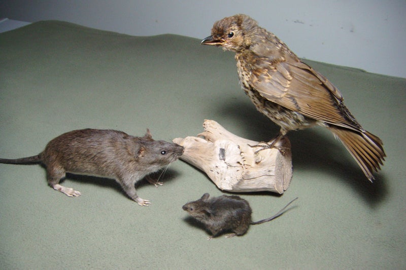 Taxidermy Rat Carousel 2