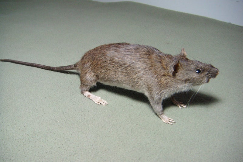 Taxidermy Rat Carousel 1