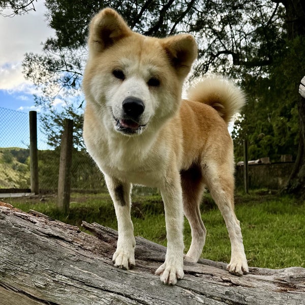 Purebred 7yo Japanese Akita Female Carousel 1
