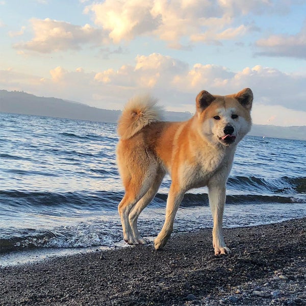 Purebred 7yo Japanese Akita Female Carousel 2