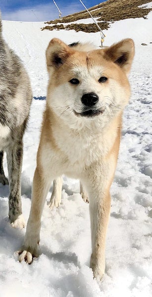 Purebred 7yo Japanese Akita Female Carousel 7