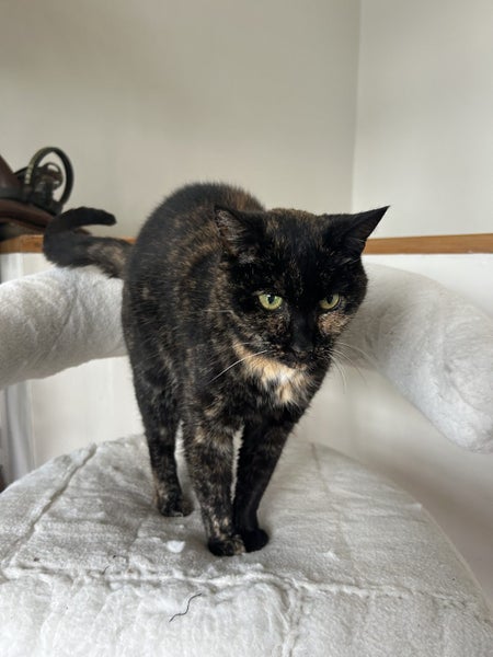 Lovely old cat looking for friendly home Carousel 1
