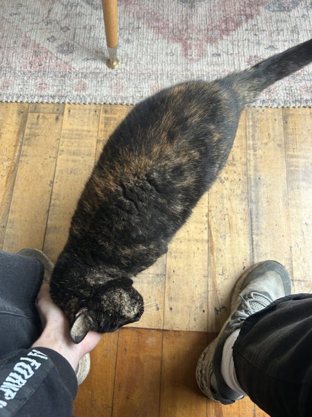 Lovely old cat looking for friendly home Carousel 6