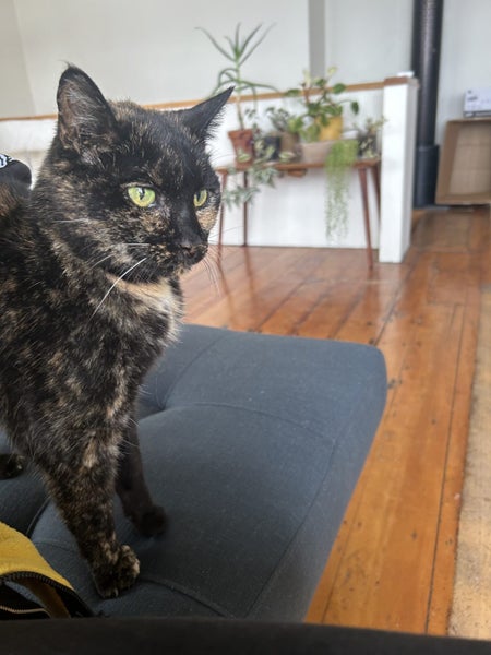 Lovely old cat looking for friendly home Carousel 2
