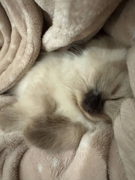Adorable Ragdoll Kittens for Sale Carousel 7