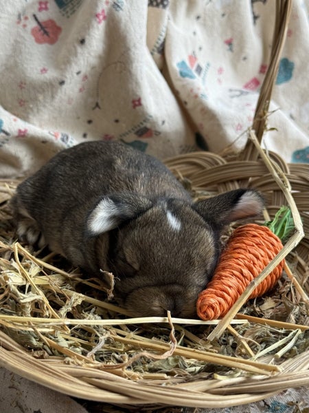 **Trained Mini Lop Bunny Rabbits & Care Package** Carousel 16