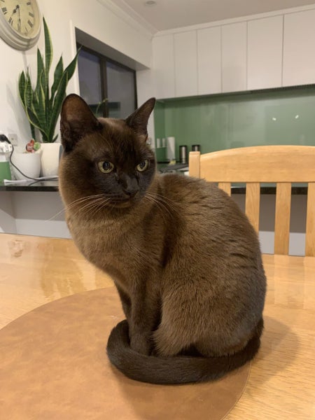Coco Miniature Burmese Carousel 1