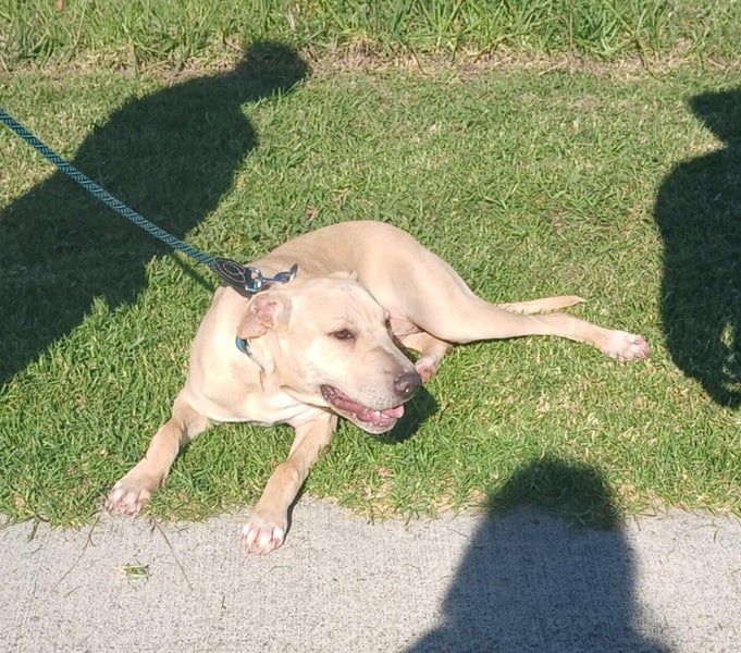 Zachary - 8 months old, Good with Other Dogs Carousel 2