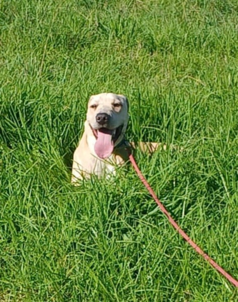 Zachary - 8 months old, Good with Other Dogs Carousel 3