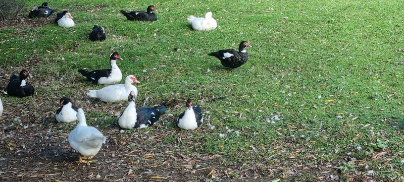 muscovy ducks/brakes Carousel 2
