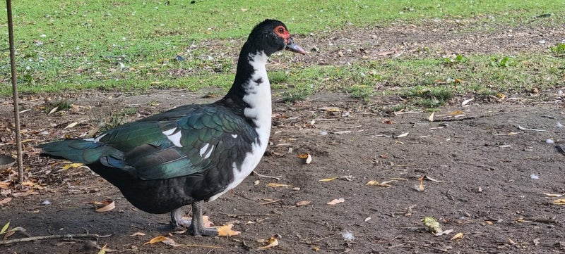 muscovy ducks/brakes Carousel 1